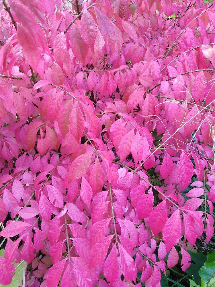 Pink is absolutely the most beautiful color in fall by Raigitam