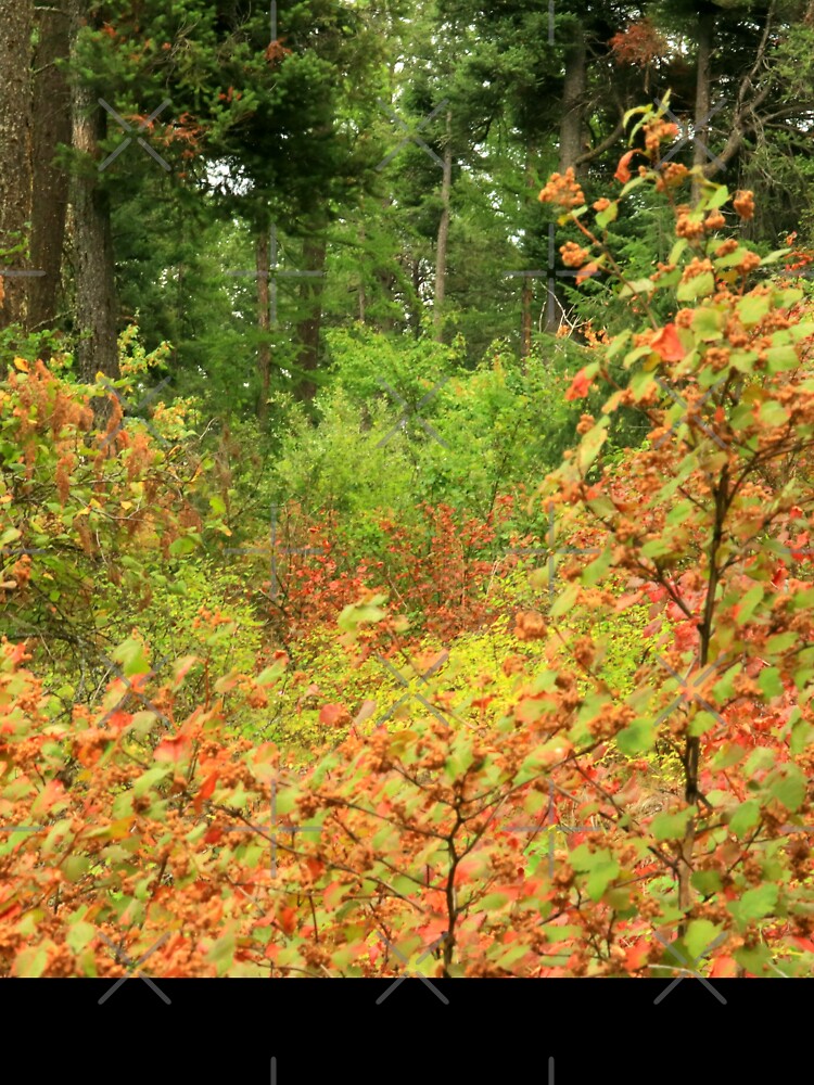 In the forest,, Montana, Flathead County, Autumn Colors, yellow leaves, red leaves, brown leaves, by LCAppling